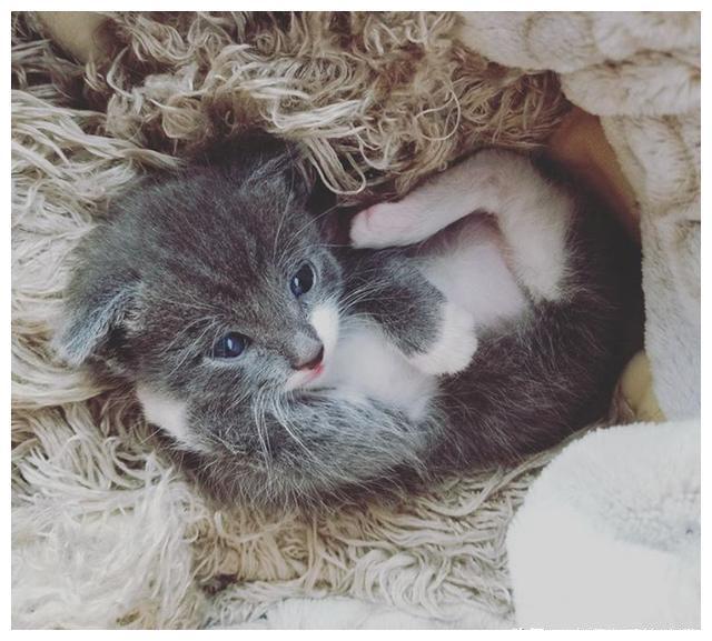 女孩救助了一只被母猫遗弃的小猫，却被“狗妈”带偏了