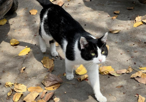 四川大学上百只流浪猫的证件照走红网络，幕后的故事居然这么劲爆！