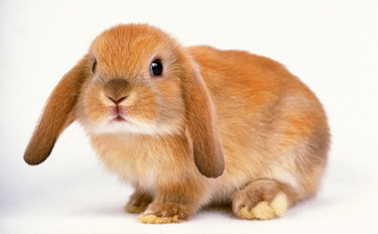 有人不知道兔子是否能吃麦苗吗？