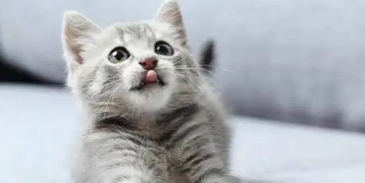 猫咪生产时一坨红色的是什么 猫咪生产时一坨红色的是什么