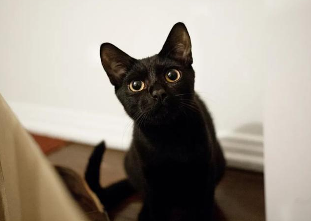 训练孟买猫装死的技巧，铲屎官们可以get一下