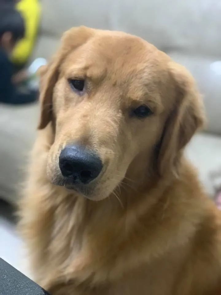 金毛偷吃泡芙肿成猪头，怕事情败露偷偷躲起来装睡…主人被吓哭：别死啊