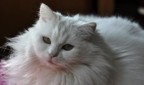 听话的山东狮子猫是这样训练而成的! 听话的山东狮子猫是这样训练而成的!