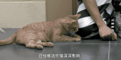 很治愈！可能被安乐死的流浪猫，送去监狱给犯人照顾会怎样