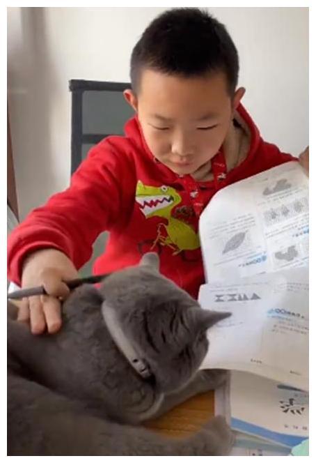 猫咪打扰孩子写作业,看看硬核妈妈是怎么降服的? 猫咪打扰孩子写作业,看看硬核妈妈是怎么降服的?