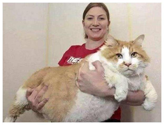 猫咪打扰孩子写作业,看看硬核妈妈是怎么降服的? 猫咪打扰孩子写作业,看看硬核妈妈是怎么降服的?