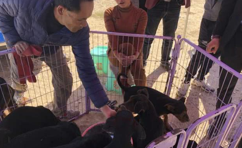 宠物市场少见莱州红犬，引多人围观却因狗身上有白点而无人购买！