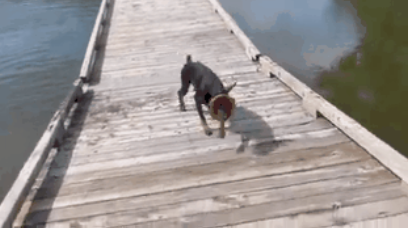 杜宾犬玩飞盘时掉进河里,主人傻眼:说好的聪明犬种呢? 杜宾犬玩飞盘时掉进河里,主人傻眼:说好的聪明犬种呢?
