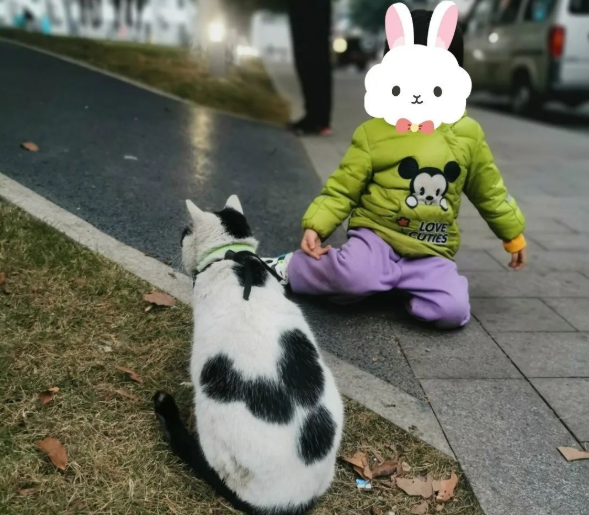 四川大学上百只流浪猫的证件照走红网络,幕后的故事居然这么劲爆! 四川大学上百只流浪猫的证件照走红网络,幕后的故事居然这么劲爆!