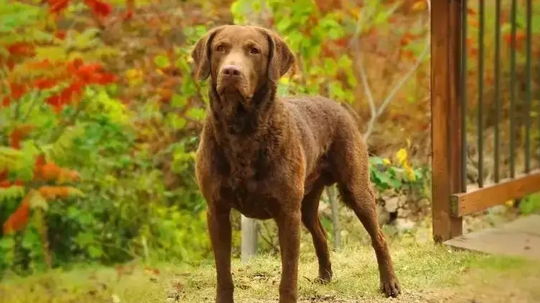 乞沙比克猎犬不良行为的矫正方法，铲屎官们有必要掌握一下