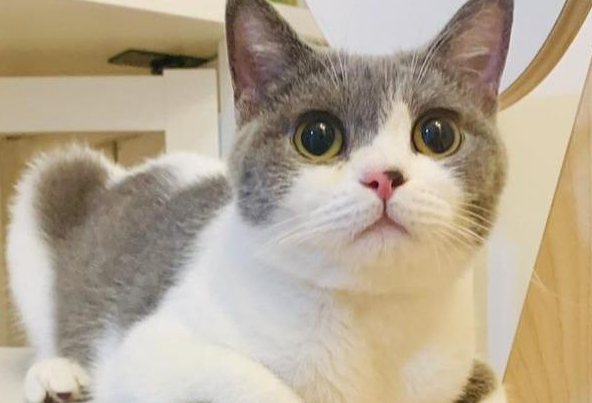 猫咪大概几个月发腮