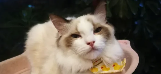 猫一直摇尾巴,它想表达什么? 猫一直摇尾巴,它想表达什么?