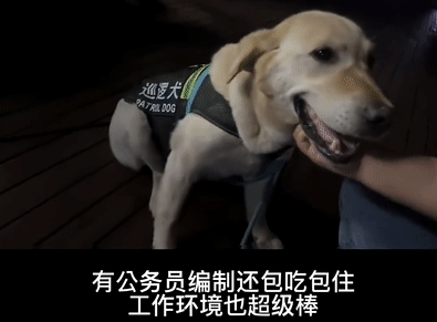 捡了个狗子,意外帮它找了份公务员工作,网友酸了:可以捡我吗? 捡了个狗子,意外帮它找了份公务员工作,网友酸了:可以捡我吗?