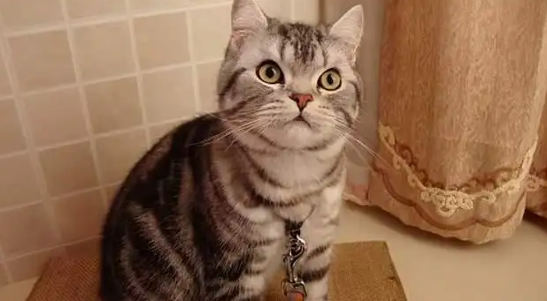 美国硬毛猫性格介绍，感兴趣的来看看~