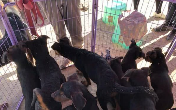 宠物市场少见莱州红犬，引多人围观却因狗身上有白点而无人购买！