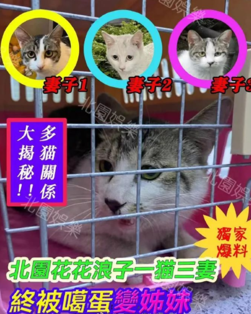 四川大学上百只流浪猫的证件照走红网络，幕后的故事居然这么劲爆！