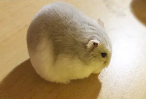 奶茶仓鼠