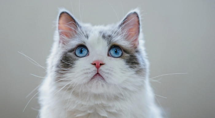 猫一直吐褐色的呕吐物是怎么回事