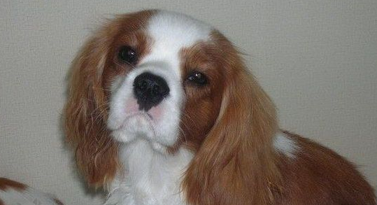治疗骑士查理王小猎犬感冒的方法,铲屎官需要get一下! 治疗骑士查理王小猎犬感冒的方法,铲屎官需要get一下!