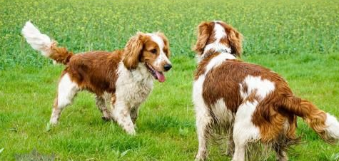 训练威尔士跳猎犬听口令,掌握方法就行了! 训练威尔士跳猎犬听口令,掌握方法就行了!