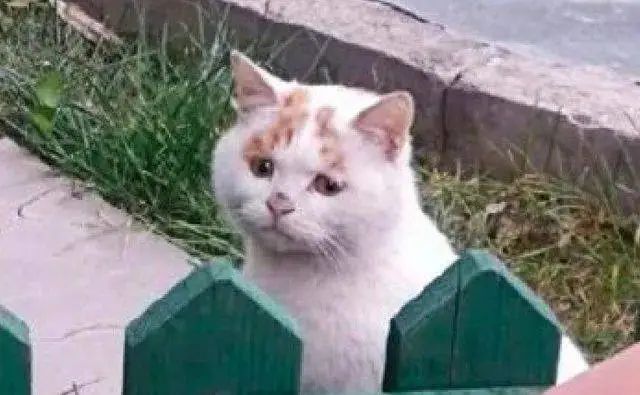 流浪猫的逆袭之路|变成了京城阔少，还住上了大别墅！