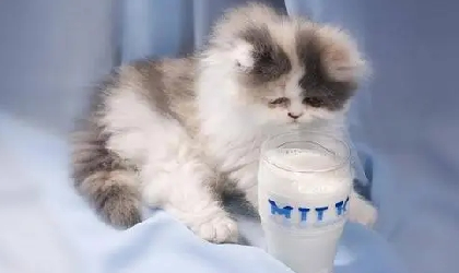 猫能不能吃土豆.png 猫能不能吃土豆.png