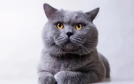 英国短毛猫母猫什么时候做绝育