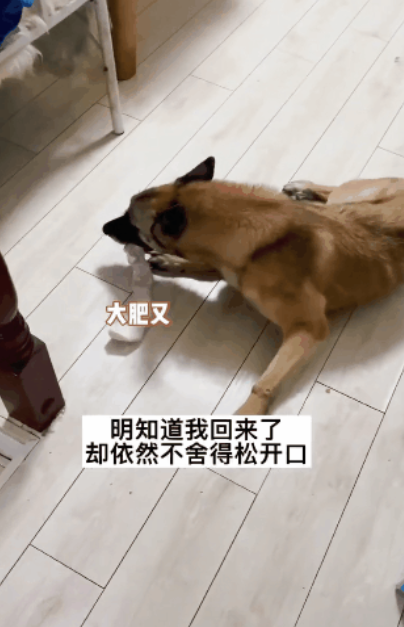 金毛偷吃泡芙肿成猪头，怕事情败露偷偷躲起来装睡…主人被吓哭：别死啊