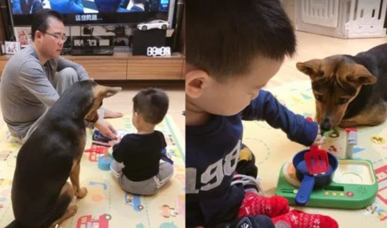 爆笑!戏精狗子和小主人玩游戏时听说自己“没救了”瞳孔瞬间放大 爆笑!戏精狗子和小主人玩游戏时听说自己“没救了”瞳孔瞬间放大