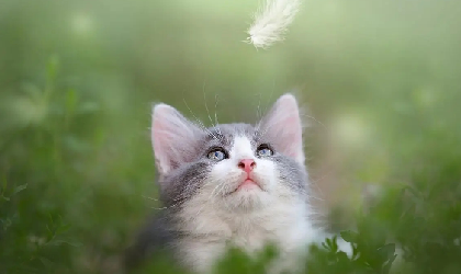 猫咪拉稀还有点血怎么回事.png