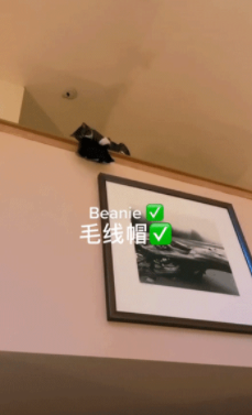内衣、臭鞋、盆栽...扔啥上去猫都接，网友：建议送到工地接砖头