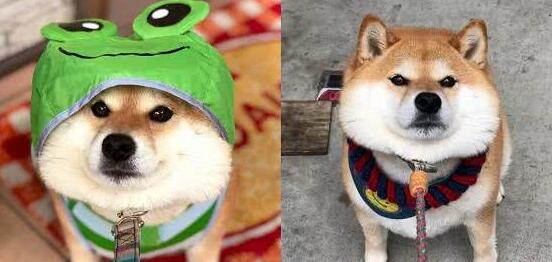 想带狗狗出门晒太阳,柴犬担忧晒黑,全程躲在阴凉处偷懒 想带狗狗出门晒太阳,柴犬担忧晒黑,全程躲在阴凉处偷懒