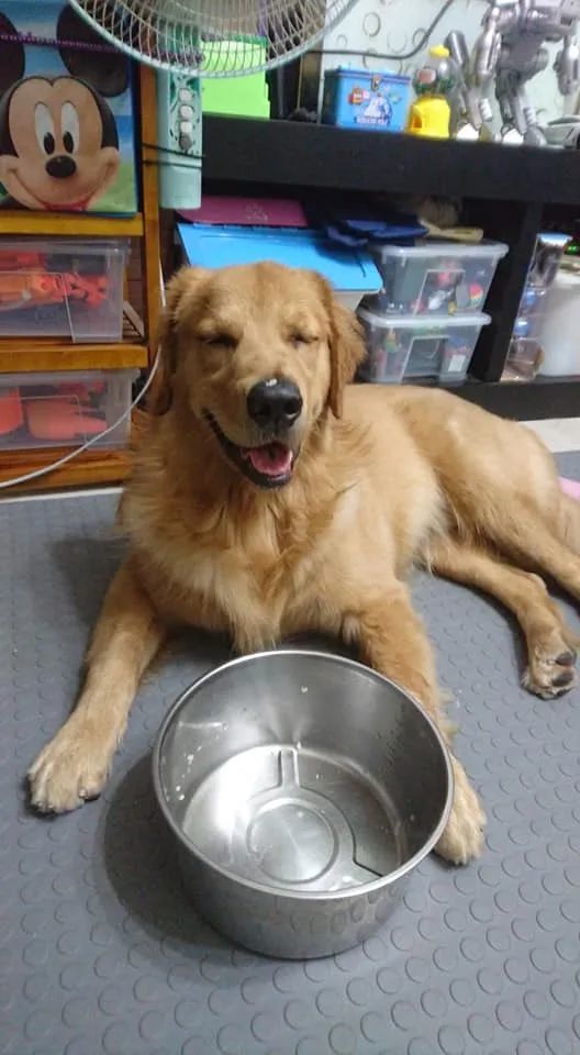 金毛偷吃泡芙肿成猪头，怕事情败露偷偷躲起来装睡…主人被吓哭：别死啊