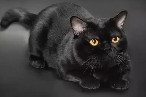 猫咪可不可以吃壁虎.png 猫咪可不可以吃壁虎.png