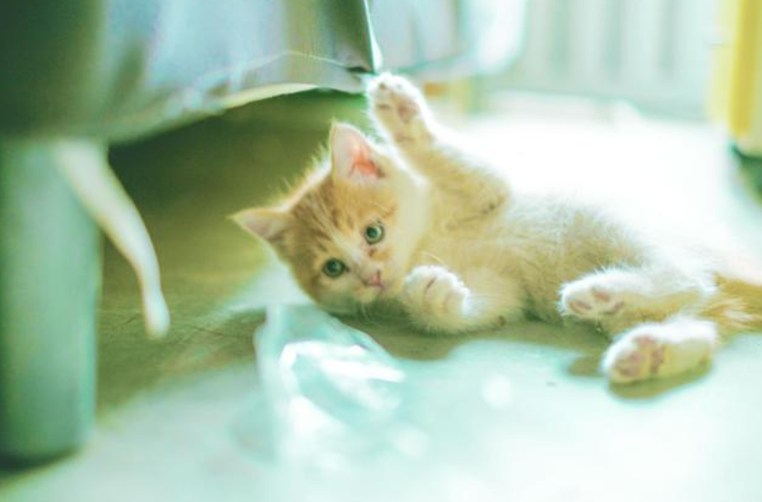 皇家猫粮怎么样？