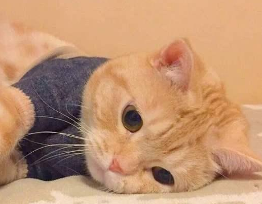 猫咪吐猫粮精神不好怎么办