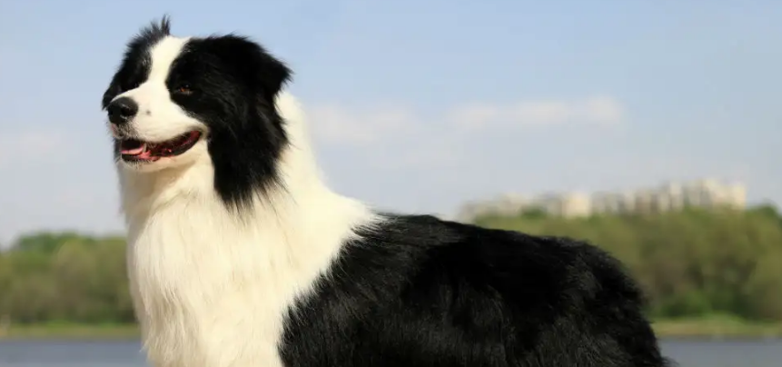 可以给边境牧羊犬喂饭吃吗?不清楚的赶紧看看! 可以给边境牧羊犬喂饭吃吗?不清楚的赶紧看看!