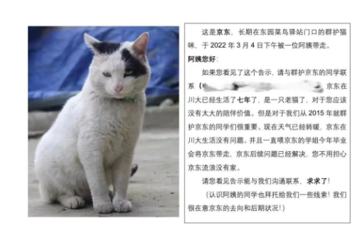 四川大学上百只流浪猫的证件照走红网络，幕后的故事居然这么劲爆！