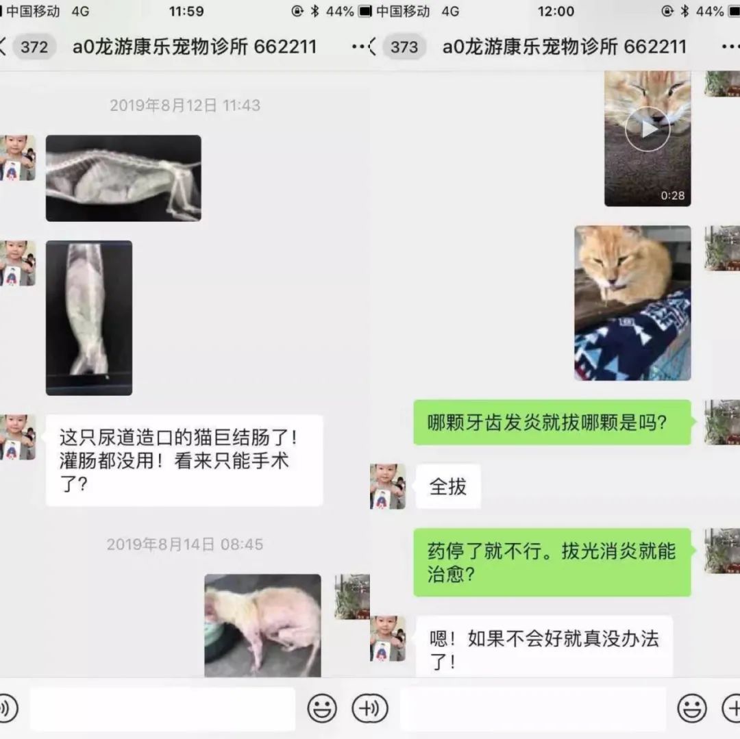 一只小奶猫被人涂满胶水扔到超市门口，最后结局让人暖哭……