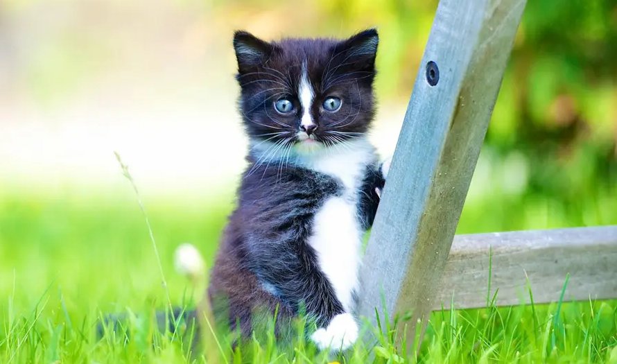 2个月小猫耳朵里面很脏是什么原因
