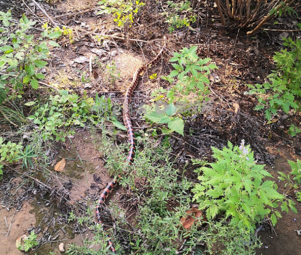 幼儿园发现一条赤练蛇!鉴定无毒,已放归大自然_宠界新闻