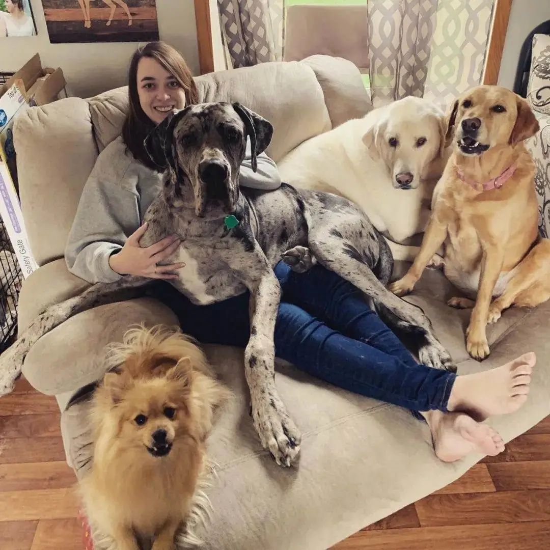 以为养了只小型犬,结果一年后却蹿到190斤...哈哈哈 以为养了只小型犬,结果一年后却蹿到190斤...哈哈哈