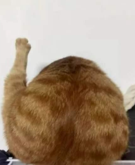 深夜看到我家的猫:诶,哪儿来的大鸡腿! 深夜看到我家的猫:诶,哪儿来的大鸡腿!