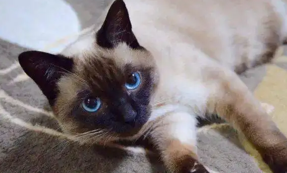 暹罗猫糊了,竟是这个意思! 暹罗猫糊了,竟是这个意思!