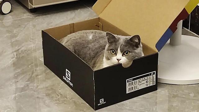 让猫独自在家娱乐的10个方法，你知道几个？
