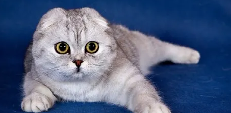 英国短毛猫怕热怎么办?方法很简单! 英国短毛猫怕热怎么办?方法很简单!