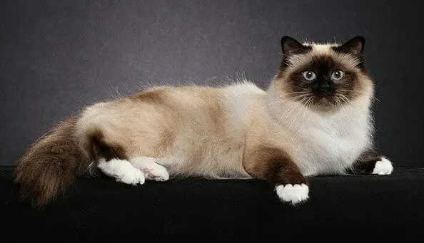 想要撸猫如撸真丝，伯曼猫毛发护理攻略来啦~