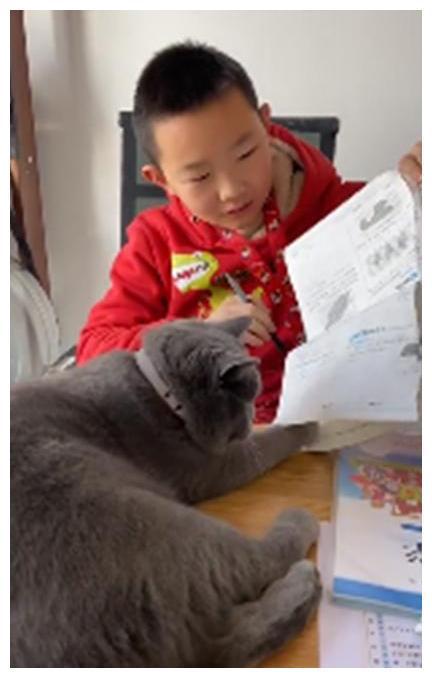 猫咪打扰孩子写作业,看看硬核妈妈是怎么降服的? 猫咪打扰孩子写作业,看看硬核妈妈是怎么降服的?