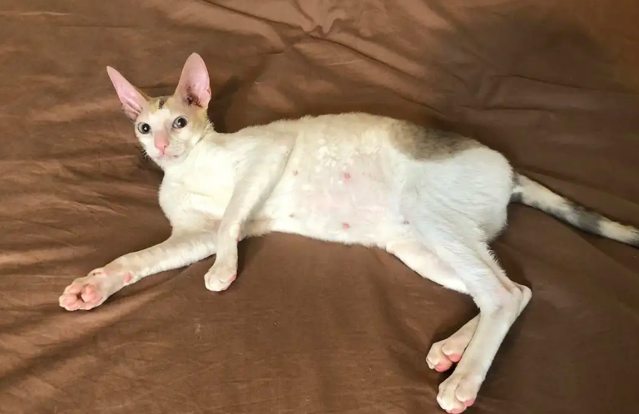 喂养柯尼斯卷毛猫的方法，你们有人知道吗？