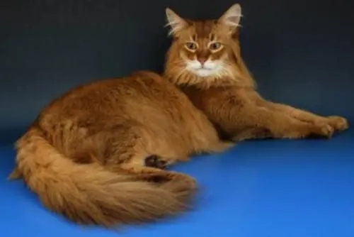 索马里猫吃辣,会刺激它们的味蕾吗?.jpg 索马里猫吃辣,会刺激它们的味蕾吗?.jpg